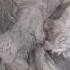 Kittens At Their Comfort Zone