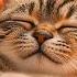 Relaxing Piano Music Lulling Your Cat Into Peaceful Sleep