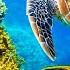 3 HOURS Of 4K Underwater Wonders Relaxing Music Coral Reefs Colorful Sea Life In UHD