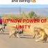 POWER OF UNITY AND BRAVE BABOONS VS LEOPARD BABOONS TAKE REVENGE AnimalFunnymal Zt6vq