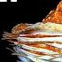 The Alien World Of Deep Sea Molluscs