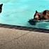 Adorable Family Of Bears Keep Swimming In Southern California Pool