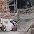 Big Sheep Full Weight Riding Ll Long Duration Sheep Riding Ll Rj Imrana