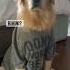 Bikini Shorts Viral Dogs