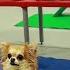 Cute Chihuahua Dog Tricks And Agility