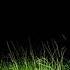 Animated Grass Motion Black Screen Background