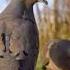 Mourning Dove Call Mourningdove Nostalgia Birdsounds Nature Wildlife Nostalgic