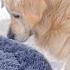 Golden Retriever Shocked By A Kitten Occupying His Bed