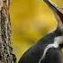 Pileated Woodpecker Pecking Wood