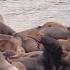 Relaxing Sounds Sea Lions Barking Sounds Sea Lions Fight For Their Spot