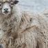 Sheep With Me