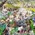 Весна на Кубани Первоцветы в лесу Spring First Flowers