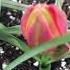 Tulipa Little Princess