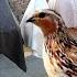 Batair Ki Awaz Batair Awaz Batair Bolara Batair Sound Quail Sound Common Quail Sound