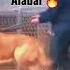 Kangal Dog Vs Alabai Dog Fight Shorts