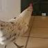 Funny Chicken Lay Egg RUNS AWAY