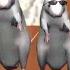 3D Animation Three Blind Mice English Nursery Rhyme For Children With Lyrics And Action