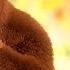 TaDaBoom English Song About Miracle Masha And The Bear Songs Songs For Kids