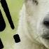 Sheep Sounds And Vocalizations