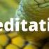 Snake Meditation Music Relaxing Music Music For Snake Meditation 1 Hour