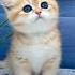 British Shortair Persian Kitten Persian Cat For Sale