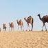 Camel S Majestic Stride In The Desert S Heart Camellife Desertanimals Desertsafari Desert