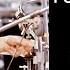 FOOL IN THE RAIN Isolated Drum Track John Bonham Led Zeppelin