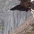 Condors Of Colca Canyon Peru April 8 2016