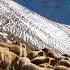 The Hard Life Of A Shepherd In The Caucasus Mountains Winter Dagestan