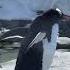 Cute Penguin Finds A Partner With A Rock