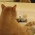 Cat S Reaction To Mirror Is Priceles Cats Funnycats Funny Shorts