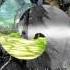 Дам дам дам я тебе по губам Dragon Nest