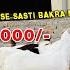 JAFRABAD BAKRA MANDI 2025 LATEST VIDEO DELHI BAKRA MANDI 1025 BAKRA MANDI DELHI