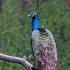 Peacock Sound Animal Sounds Sound Effect Ringtone
