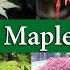 Japanese Maple Varieties