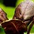 Amazing Nature Plants Dancing In Time Lapse