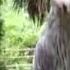 Shoebill Stork Sound