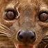 Fossa Madagascar S Top Predator But Endangered Species National Geographic