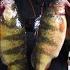 I Caught Some Of The Biggest Yellow Perch Of My Life