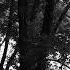 Dark Sinister Ambient Music The Woods