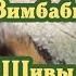 Копи царя Соломона Большой Зимбабве Офир Послание Шивы об истории Земли 14 09 2024