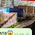 человек бензопила проучил девушку за то что повелась на деньги