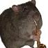 Saxophone Rat