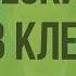 Химический состав клетки Видеоурок по биологии 9 класс