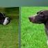 English Pointer VS German Shorthaired Pointer Breed Comparison