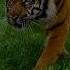 Tiger Sigma Rule Dont Waste Your Energy Motivation Animal