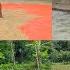 Land Preparation And Sowing Of New Rice Crop In 2025 DANG THI DU
