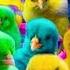 World Cute Chickens Colorful Chickens Rainbows Chickens Cute Ducks Cat Rabbits Cute Animals