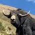 This Strong Yak Had Beaten Another Yak And Going Back To His Place Animals Yak Shorts Tdvideo