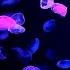 Quick Relax Then Fall Asleep 4K UHD 12HRS Rainbow Moon Jellyfish With Beach Sound